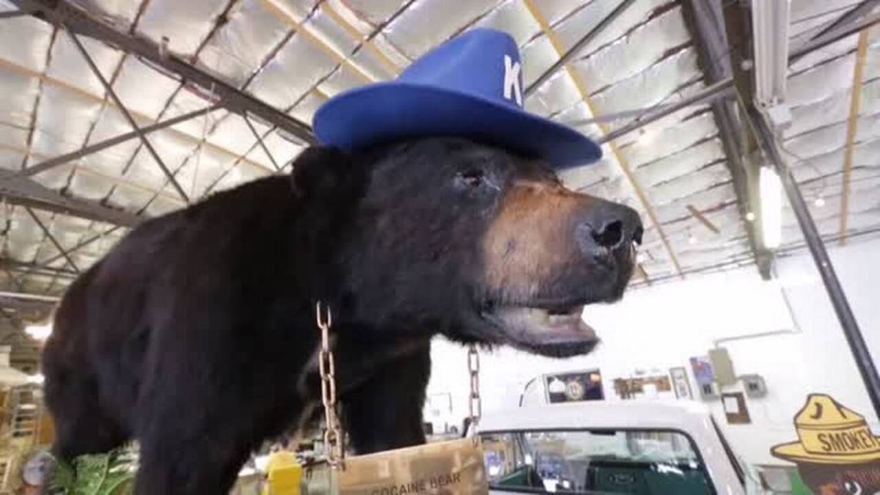Cocaine Bear's strange journey to Kentucky Lexington Herald Leader