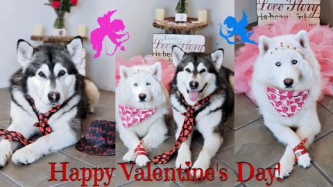 Malamute & Husky Romantic Valentine's Date