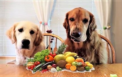  ASMR Funny Dogs Reaction To Different Foods! 