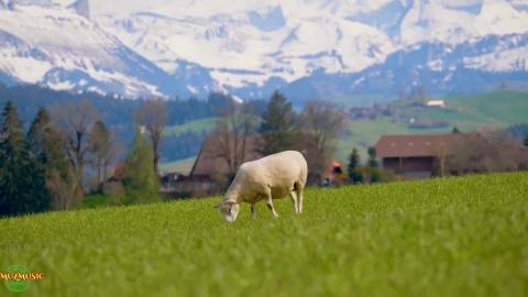 Relaxing Sounds to Calm Your Busy Mind 2026 HD