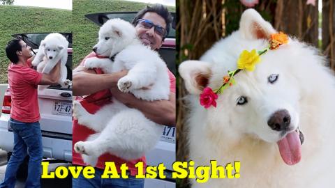 Compilation Of Our Huskies 2 Years | It Was Love At First...