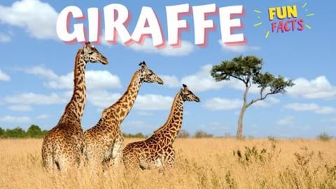 GIRAFFES - Feel Happier Thanks to the Scientifically - Pr...