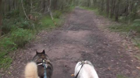 Malamute & Husky go bush