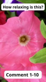 Escape the Stress: How Relaxing This Really Is! Volume 77...