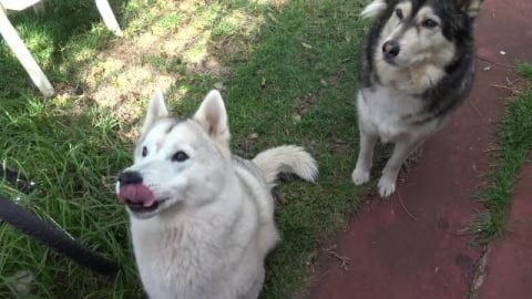 Special lunch for a husky's