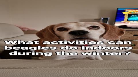 What activities can dogs do indoors 