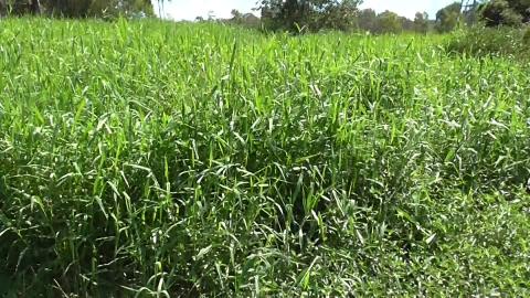 Check out this huge park with a young malamute