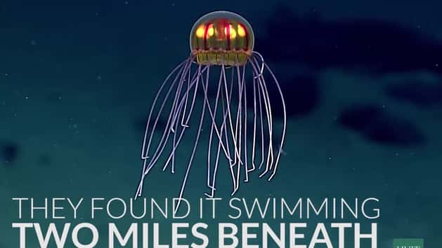 Scientists Teach Goldfish To Drive 'Fish-Operated Vehicle' | HuffPost ...