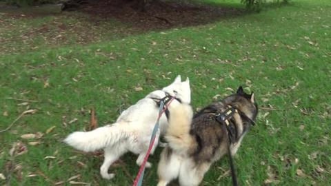 Huskies struggling on humid walk & where's the rabbits?