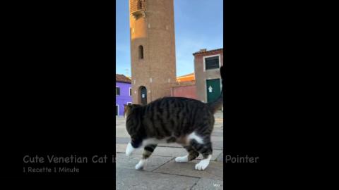 Cute Venetian Cat is Playing with a Laser Pointer (shorts...