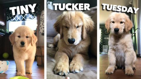 Tiny Tucker Tuesday | Compilation 3