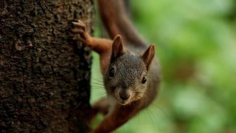 Dancing Red Squirrel / Funny Animals (shorts)