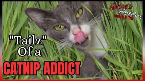 Stories of ADDICTION: CATNIP Special 