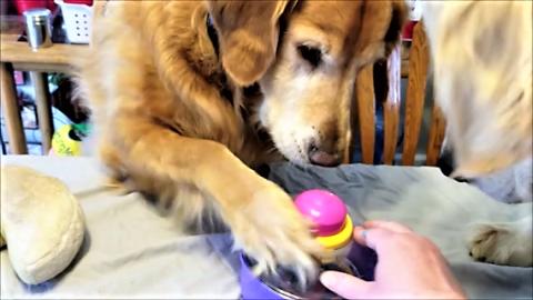 Funny Golden Retriever Dog Learns How To Colors Easter Eg...