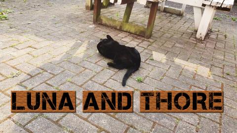 Luna And Thor Having A Nap After Playing Outside