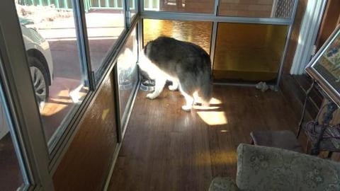 Product testing for scared Husky girl