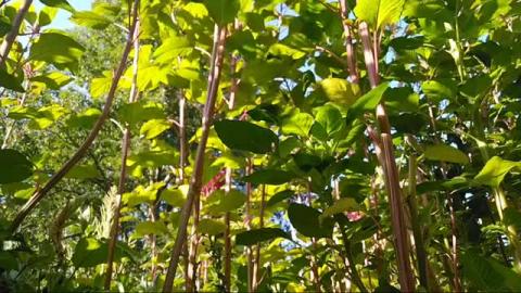 ASMR Meditation: Morning Cicadas & Steel Tongue Drum