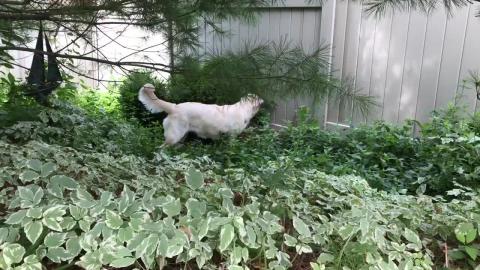 Lola’s Forest Edibles ... roots and grass
