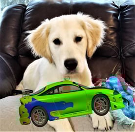 Funny Golden Retriever Puppy Reacts To Mini Car!