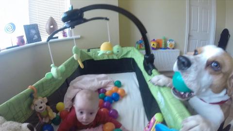 Cute Dog turns Baby Crib Into a Ball Pit 
