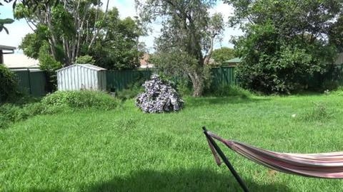 Relaxing listening to birds with husky's