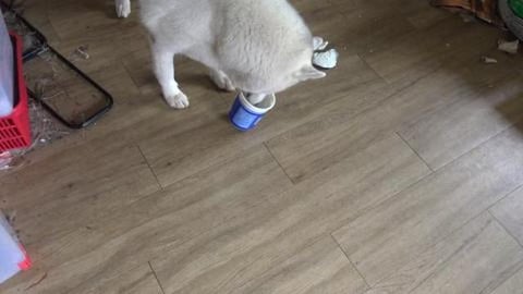 Chicken & Yogurt for Husky's lunch