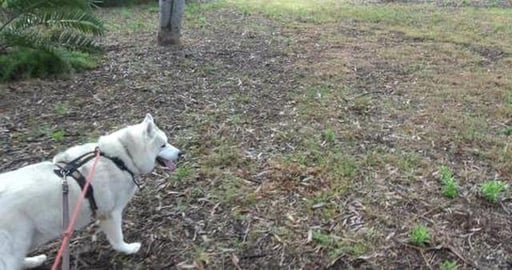 So many Hare to chase