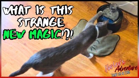 Cautious Cat vs Mysterious Fountain – Who Will Triumph