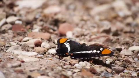 Relax with Butterflies