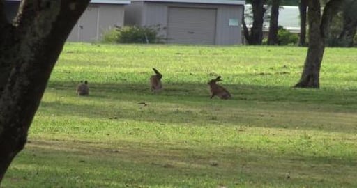 More Hare to for Husky to chase in another Toowoomba park...