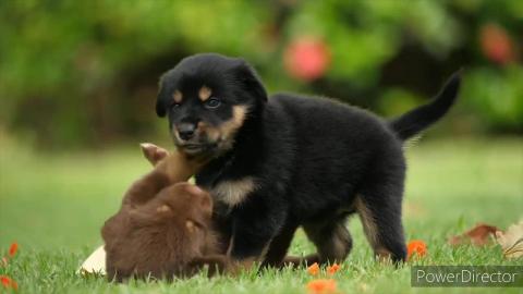 dogs playing _ lovelydogs_cute dog videos _ cute dogs 