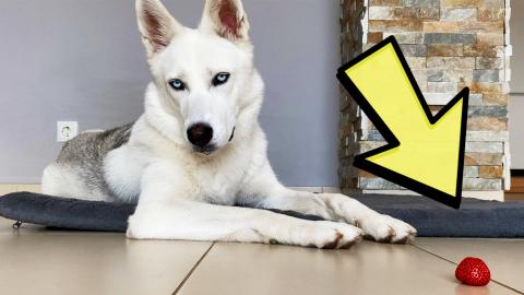 "Accidentally" dropped food in front of my dog! Will she ...