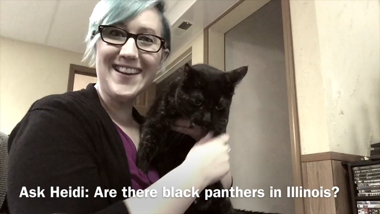 News Black panther sightings near me spark urban legends Belleville