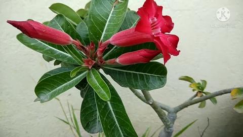 New style of adenium hand pollination