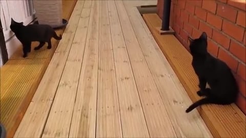 Luna And Thor Two Adorable Kittens