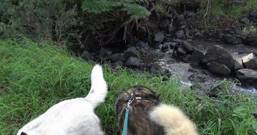 Husky tries a new perfume & mud pack to keep her beautifu...
