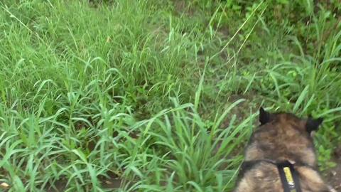 Huskies enjoy big puddles after lots of rain