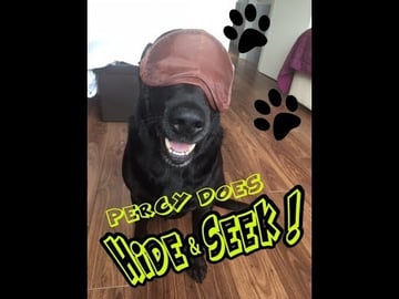 Playing Hide and Seek with Percy the Black Labrador Retri...