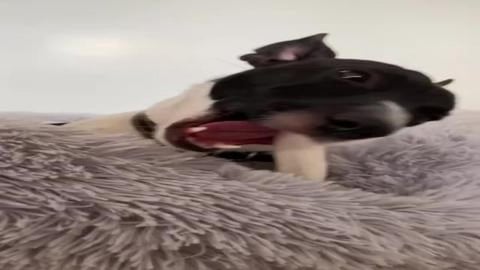 Dog Nomming On His Snack