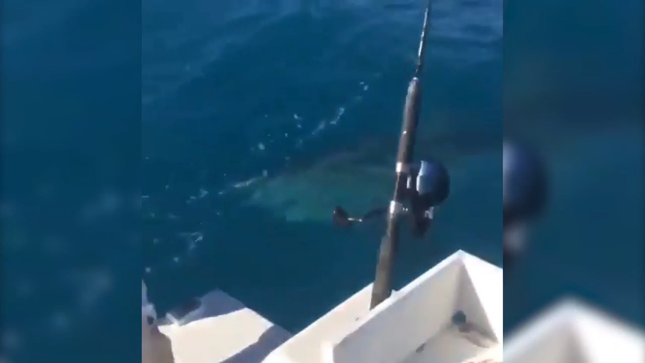 Great white shark visits Florida Keys again FL Keys News