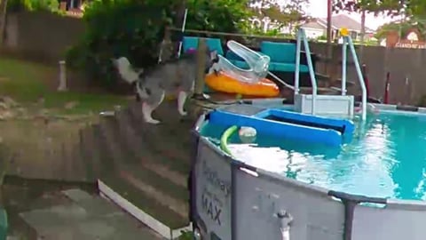 My Huskies Refuse To Leave The Pool | Tonka Slowly Backs ...
