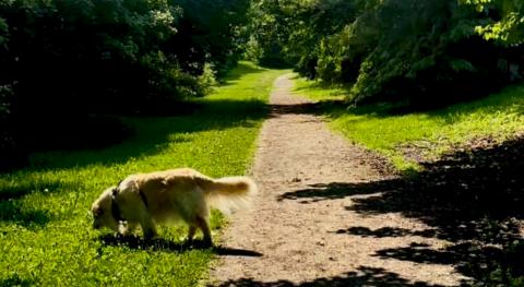Morning walk with Lola the Golden Retriever 