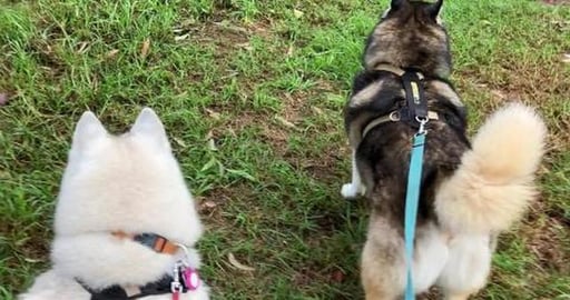 We met a new friend but he wasn't too sure about us