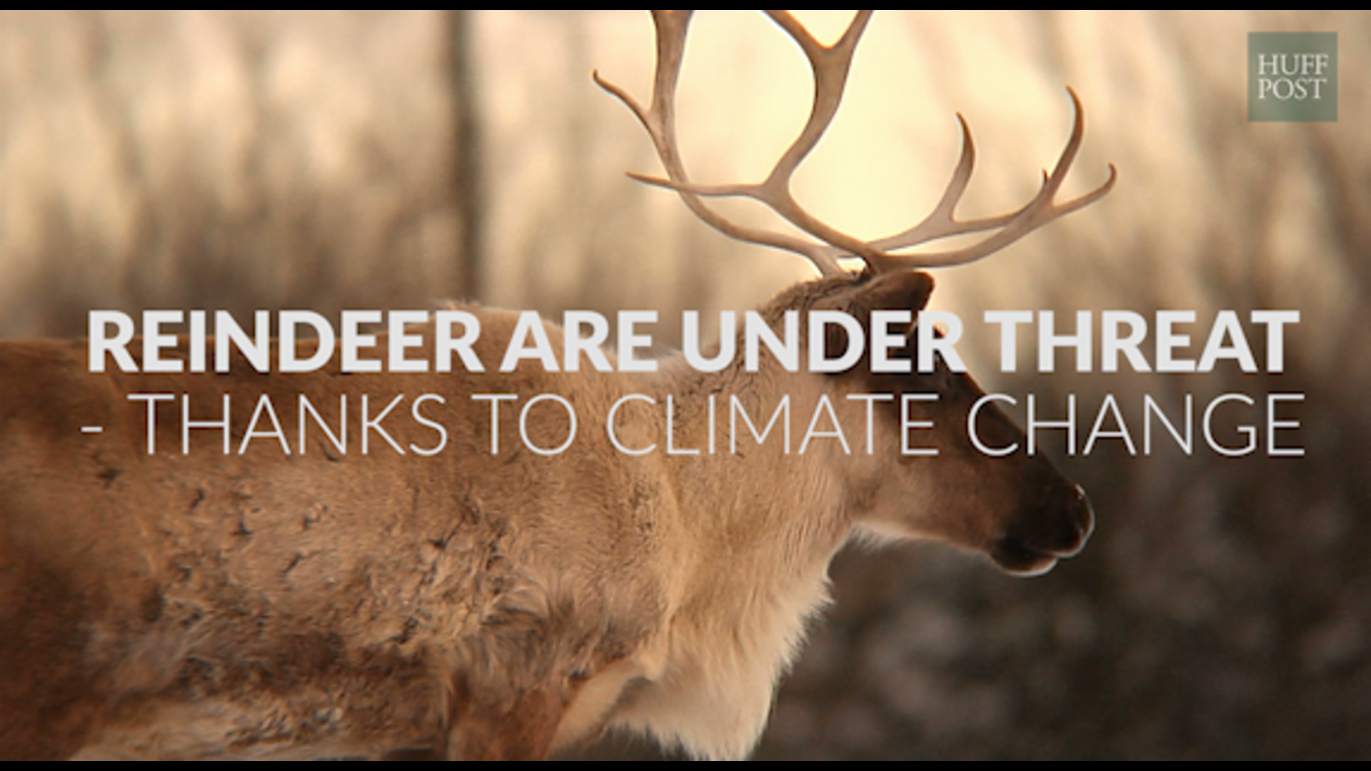 Norwegian Reindeer Are Shrinking Due To Climate Change | HuffPost UK Tech