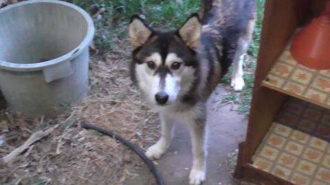 Puppy Malamute home after evening hike