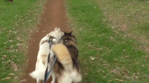 Big moth comes to visit Husky's