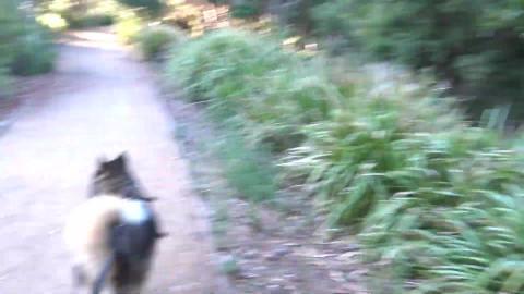 Husky' explore a lovely park