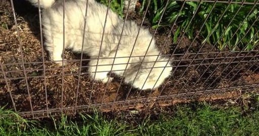 Leaving messages for Samoyed & visiting lonely Husky