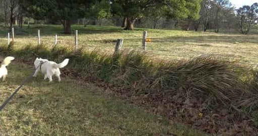 Hello Malusky boy Kato & reason why he's a Dangerous Dog