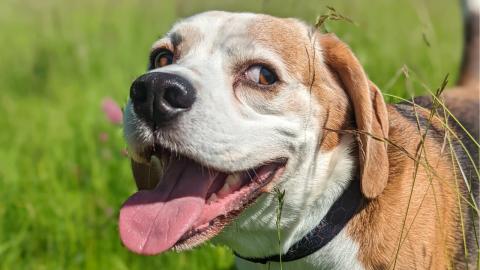 5 Weird & Wonderful Things My Beagle Loves 
